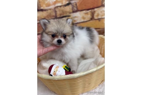 成約済の福岡県のポメラニアン-276895の8枚目