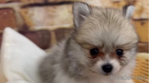 成約済の福岡県のポメラニアン-276895の7枚目