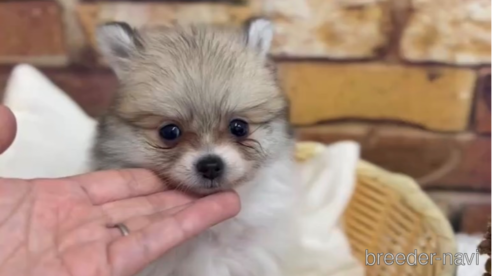 成約済の福岡県のポメラニアン-276895の6枚目