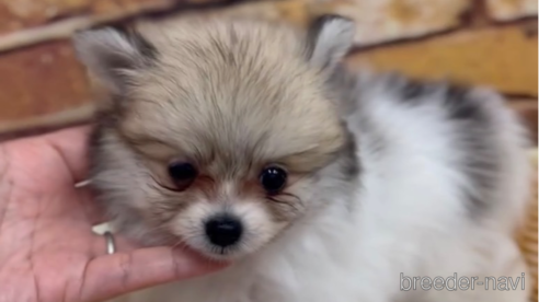 成約済の福岡県のポメラニアン-276895の5枚目