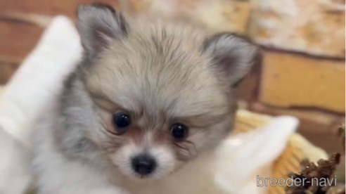 成約済の福岡県のポメラニアン-276895の4枚目