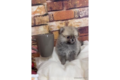 成約済の福岡県のポメラニアン-276897の8枚目