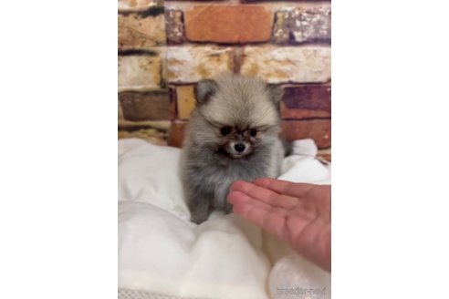 成約済の福岡県のポメラニアン-276897の9枚目