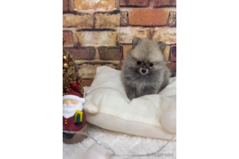 成約済の福岡県のポメラニアン-276897の10枚目