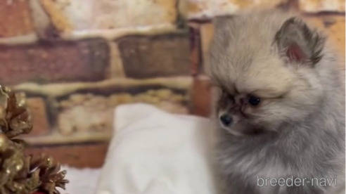 成約済の福岡県のポメラニアン-276897の7枚目