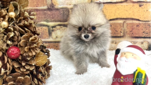 成約済の福岡県のポメラニアン-276897の6枚目