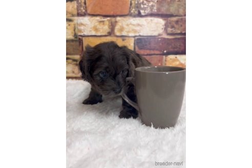 成約済の福岡県のダップー:ミニチュアダックスフンド×トイプードル-276904の2枚目