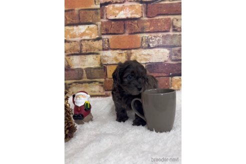 成約済の福岡県のダップー:ミニチュアダックスフンド×トイプードル-276904の3枚目