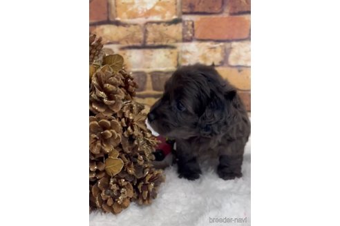 成約済の福岡県のダップー:ミニチュアダックスフンド×トイプードル-276904の4枚目