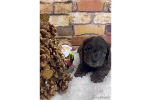 成約済の福岡県のダップー:ミニチュアダックスフンド×トイプードル-276904の5枚目