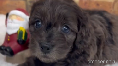 成約済の福岡県のダップー:ミニチュアダックスフンド×トイプードル-276904