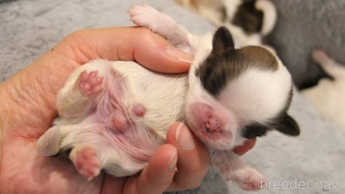 成約済の愛知県のシーズー-275609の36枚目