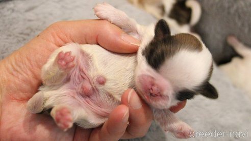 成約済の愛知県のシーズー-275609の35枚目