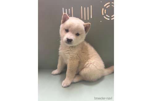 成約済の岐阜県の柴犬-276933の1枚目