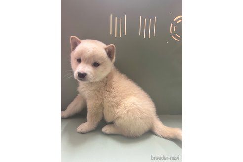 成約済の岐阜県の柴犬-276933の3枚目