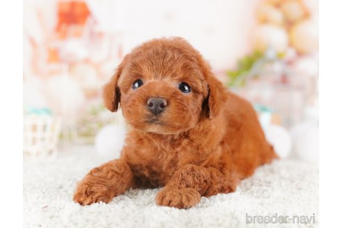 成約済の千葉県のトイプードル-277000の8枚目