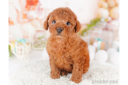 成約済の千葉県のトイプードル-277000の9枚目