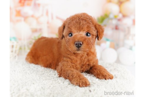 成約済の千葉県のトイプードル-277000の10枚目