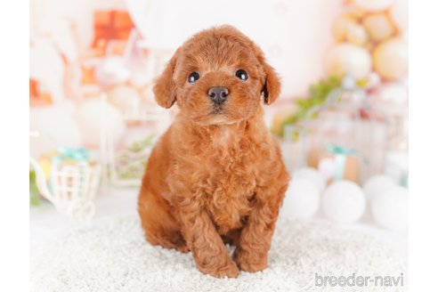 成約済の千葉県のトイプードル-277000の7枚目