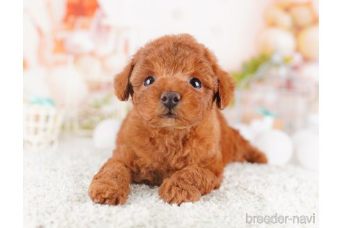 成約済の千葉県のトイプードル-277000の5枚目