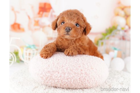 成約済の千葉県のトイプードル-277000の3枚目