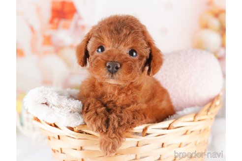 成約済の千葉県のトイプードル-277000の2枚目