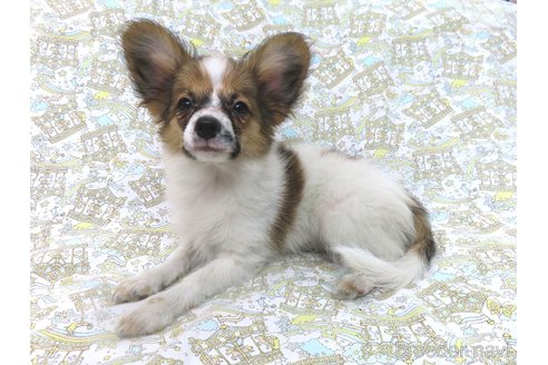 成約済の千葉県のパピヨン-265757の12枚目