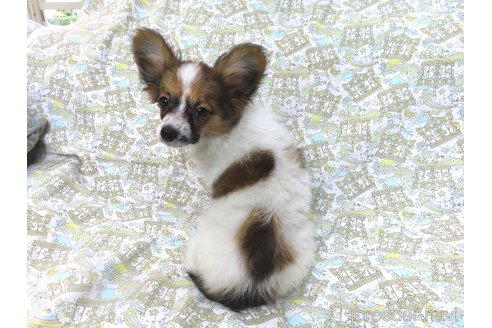 成約済の千葉県のパピヨン-265757の11枚目
