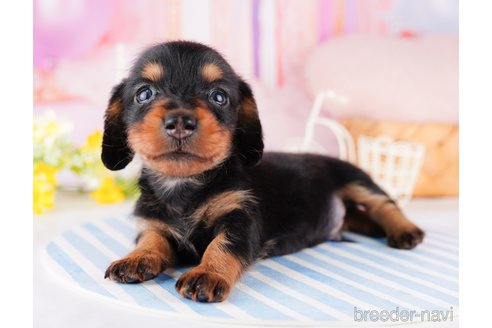 成約済の千葉県のミニチュアダックスフンド(ロングヘアード)-277020の4枚目