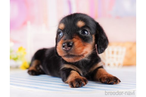 成約済の千葉県のミニチュアダックスフンド(ロングヘアード)-277020の5枚目