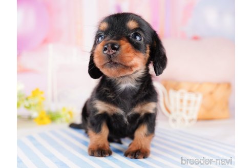 成約済の千葉県のミニチュアダックスフンド(ロングヘアード)-277020の8枚目