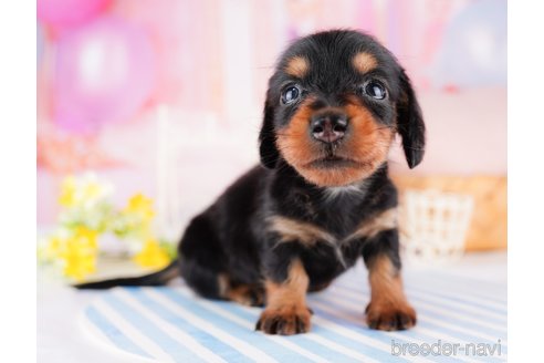 成約済の千葉県のミニチュアダックスフンド(ロングヘアード)-277020の1枚目