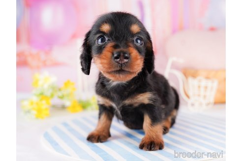 成約済の千葉県のミニチュアダックスフンド(ロングヘアード)-277020の3枚目