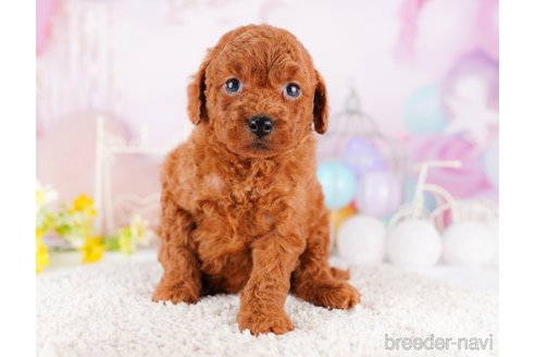 成約済の千葉県のトイプードル-277022の4枚目