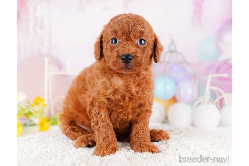 成約済の千葉県のトイプードル-277022の5枚目