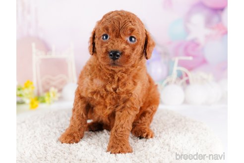 成約済の千葉県のトイプードル-277022の6枚目