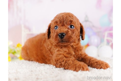 成約済の千葉県のトイプードル-277022の7枚目