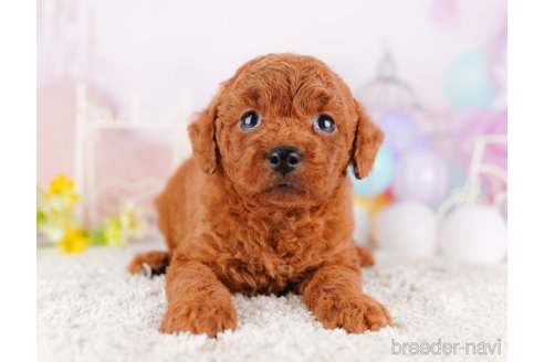 成約済の千葉県のトイプードル-277022の8枚目