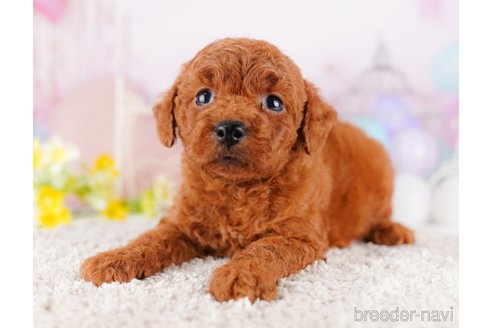 成約済の千葉県のトイプードル-277022の3枚目