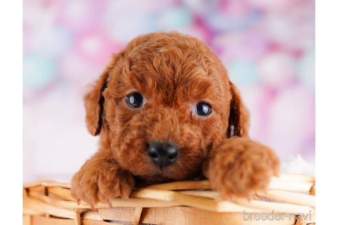 成約済の千葉県のトイプードル-277022の1枚目