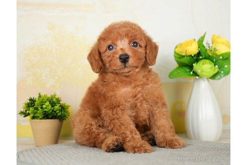 成約済の千葉県のトイプードル-277027の6枚目