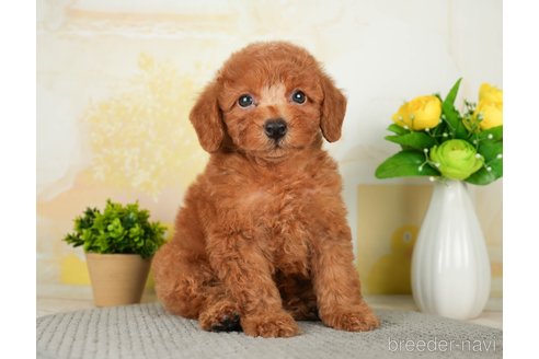 成約済の千葉県のトイプードル-277027の1枚目