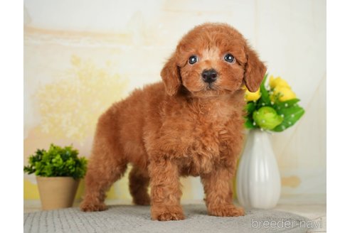 成約済の千葉県のトイプードル-277027の4枚目