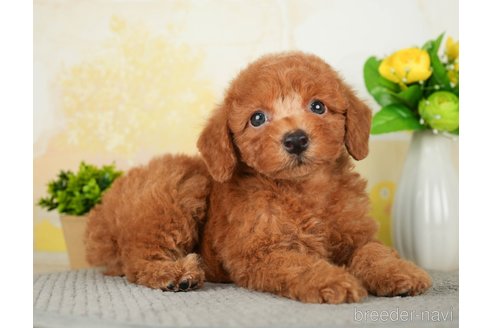 成約済の千葉県のトイプードル-277027の5枚目