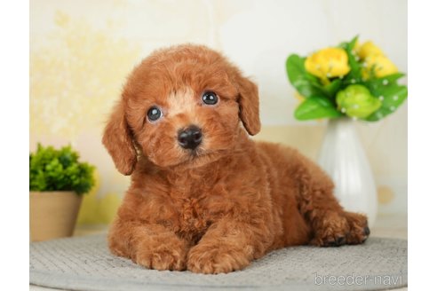 成約済の千葉県のトイプードル-277027の3枚目