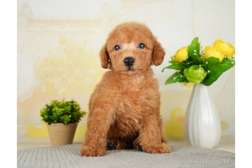 成約済の千葉県のトイプードル-277029の4枚目