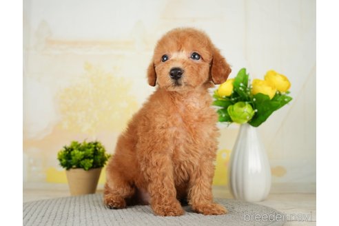 成約済の千葉県のトイプードル-277029の6枚目