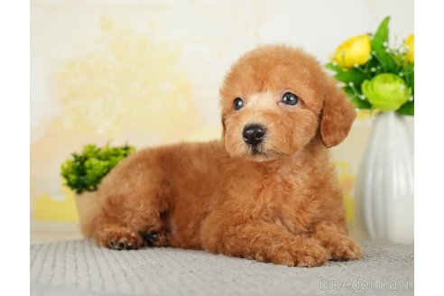 成約済の千葉県のトイプードル-277029の5枚目