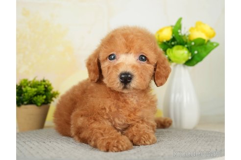 成約済の千葉県のトイプードル-277029の1枚目