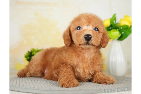 成約済の千葉県のトイプードル-277029の3枚目